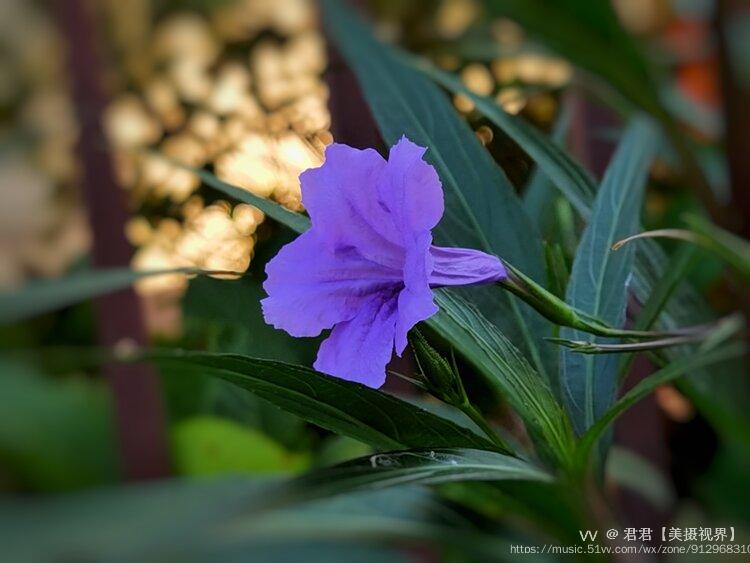 有藥用價值,對於常見的牙痛也有一定的功效.藍花草日日開新花.