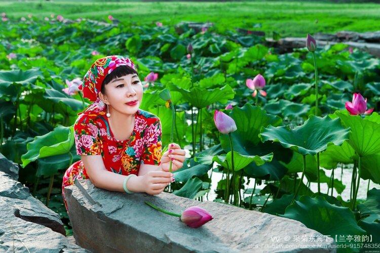 采菊东篱下【兰亭雅韵】