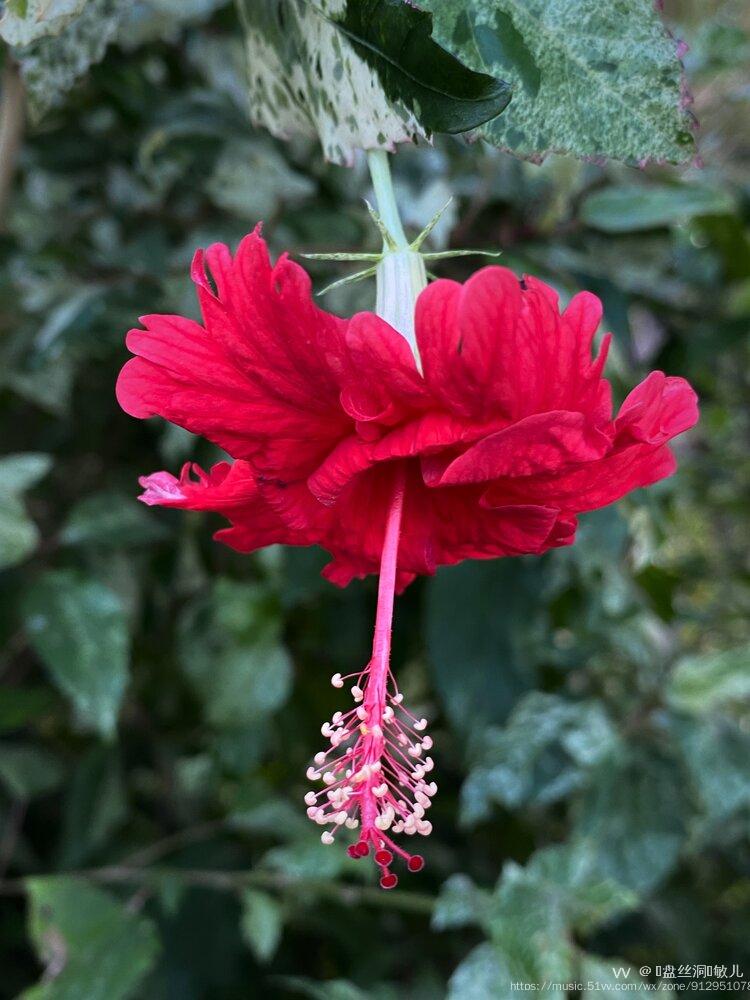 首发花城广州朱槿花开