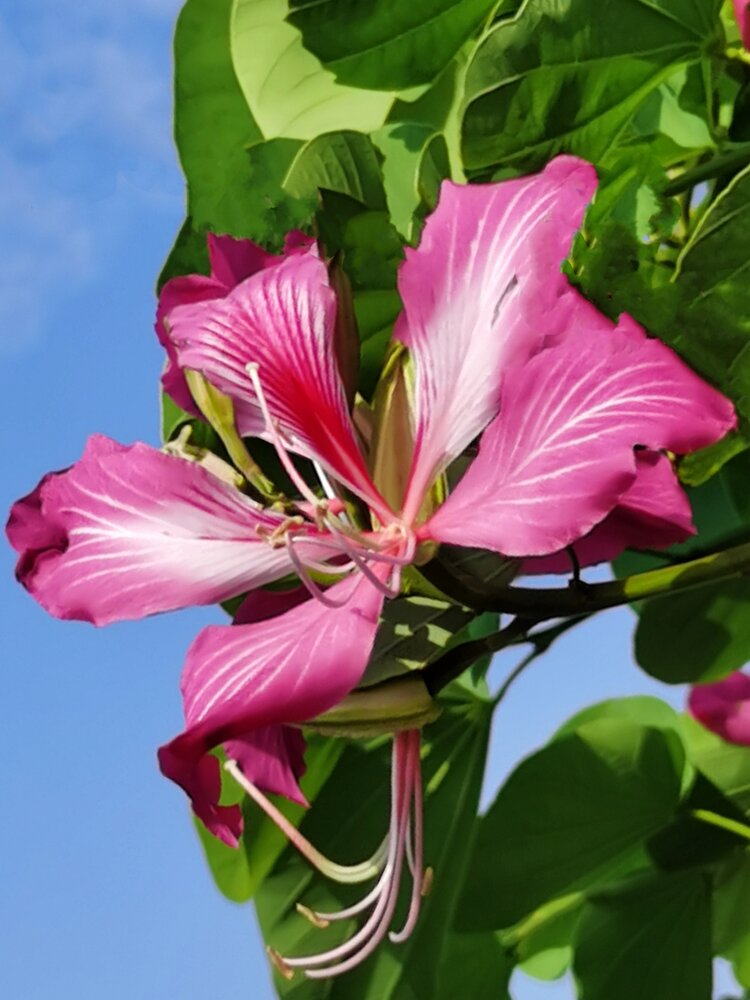 七月的红花紫荆【首发】