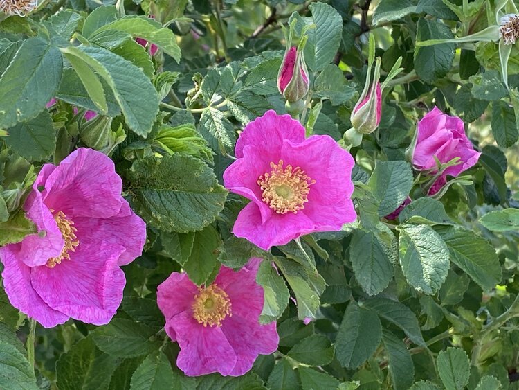 长白山下的野玫瑰