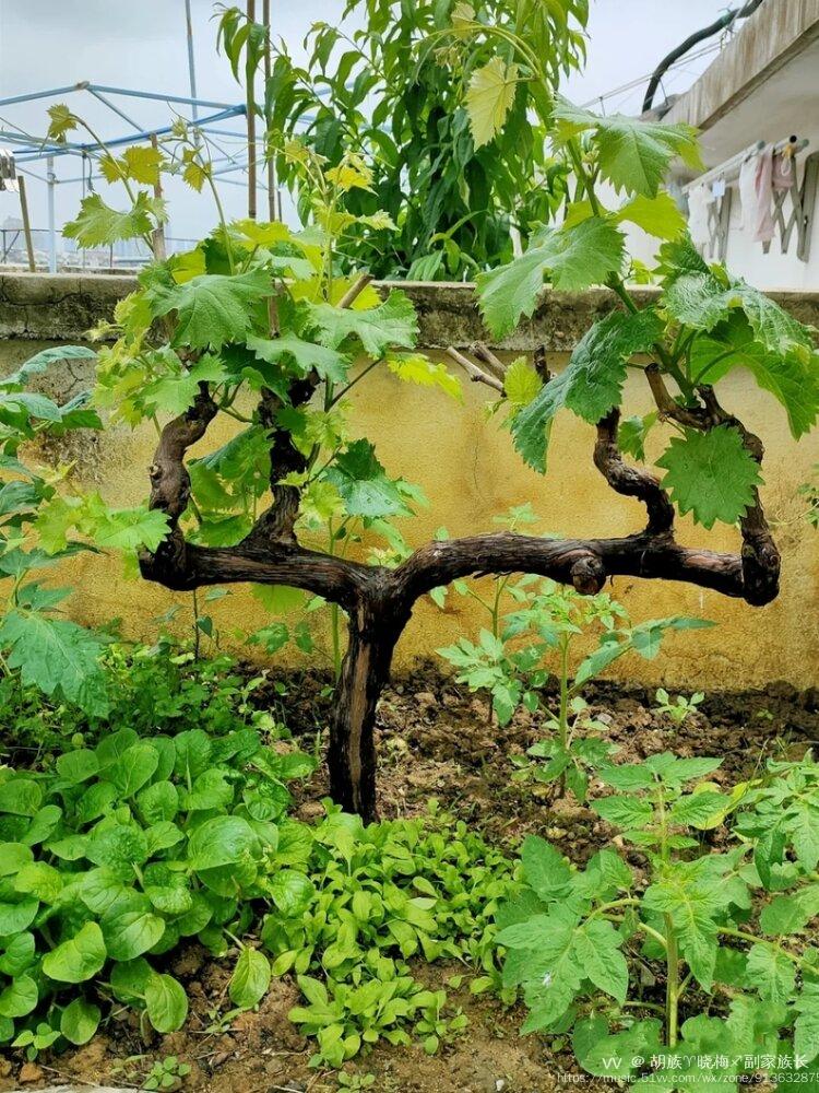 院子里的葡萄树