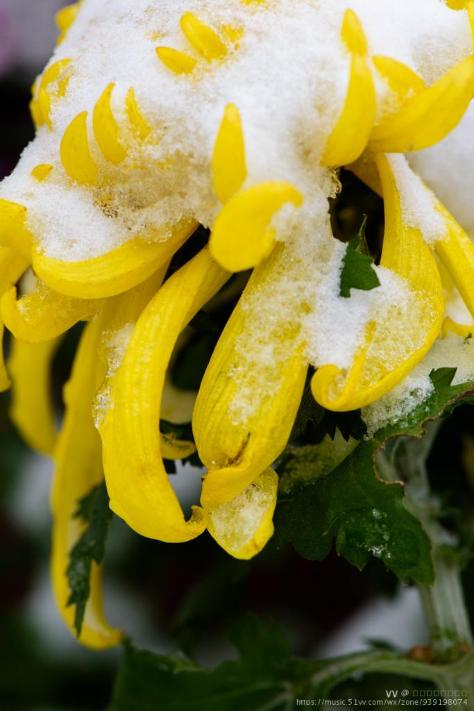 这时菊花开的正旺,巧巧的与雪相遇,雪菊花就这样唯美了初冬有点清冷的