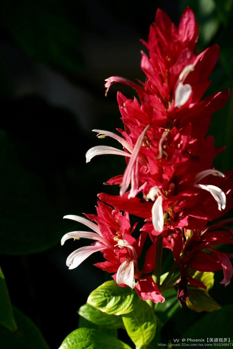 热带雨林植物赤苞花