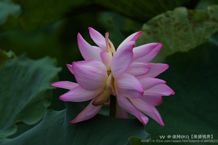 依玲(HJ)【美摄视界】