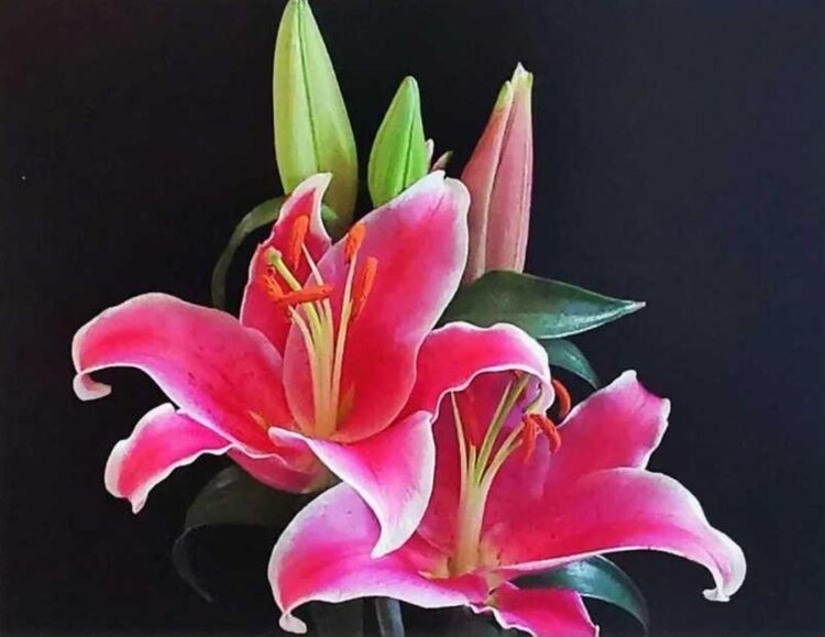 苏菲航