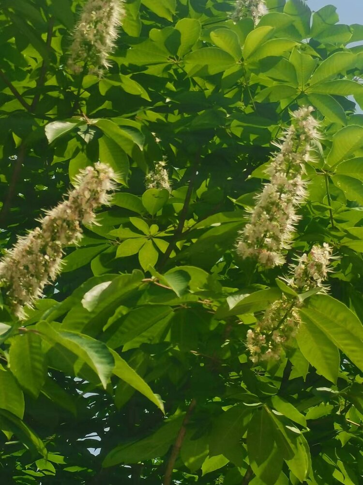 别名:铁树花,梭罗花.