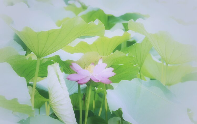 依恋草原（王志强）苏州
