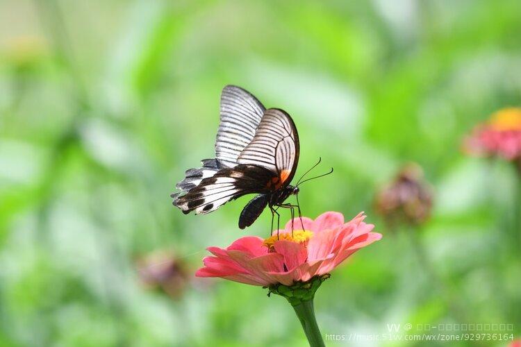 首发漂亮的马哈美凤蝶系列