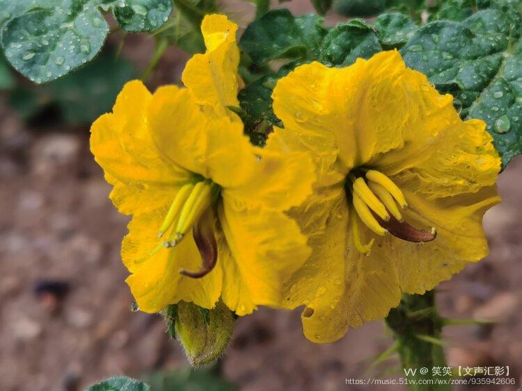 雨中的黄花刺茄三