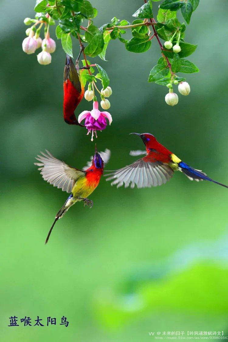《一》蜂鸟醉芬芳音乐/鸟儿对花说图片/源自网络诗文