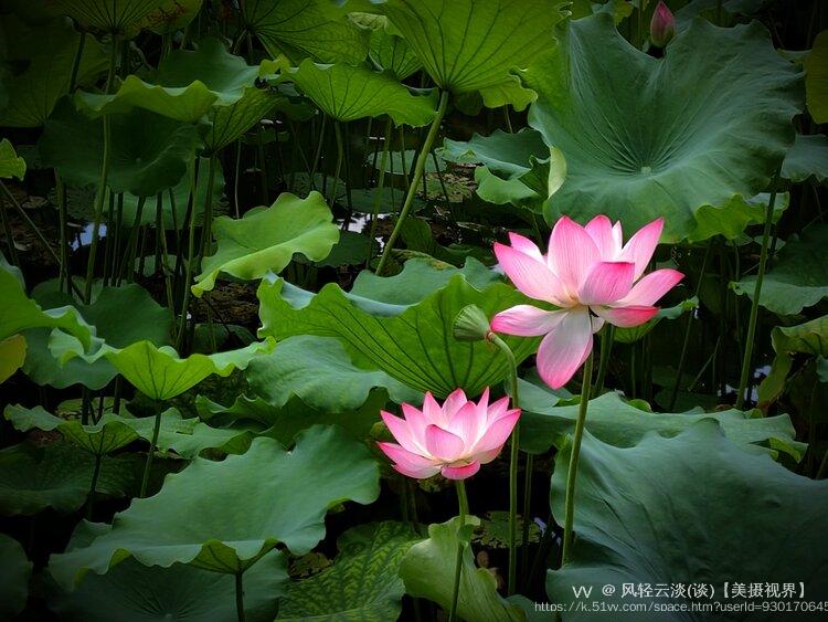 风轻云淡(谈)【美摄视界】