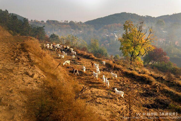 中国乌桕之乡 大悟红叶 (之一)