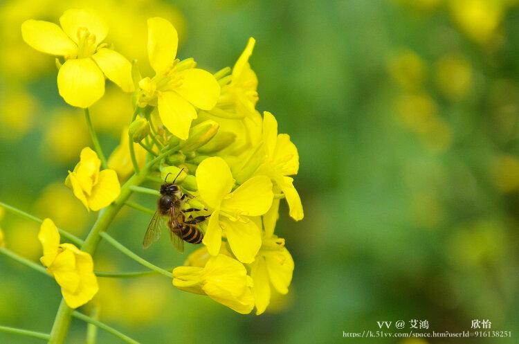 艾鴻🔥🌺꧔ꦿ᭄欣怡এ᭄💞