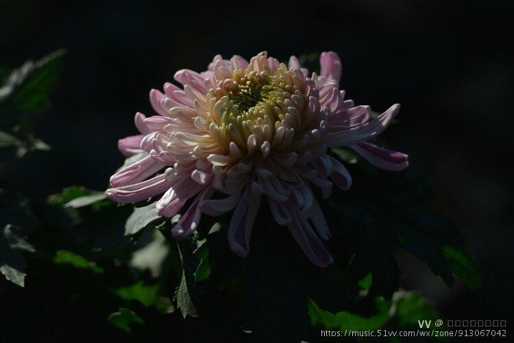 百草摧时始起花.欲知却老延龄药,更将金蕊泛流霞.