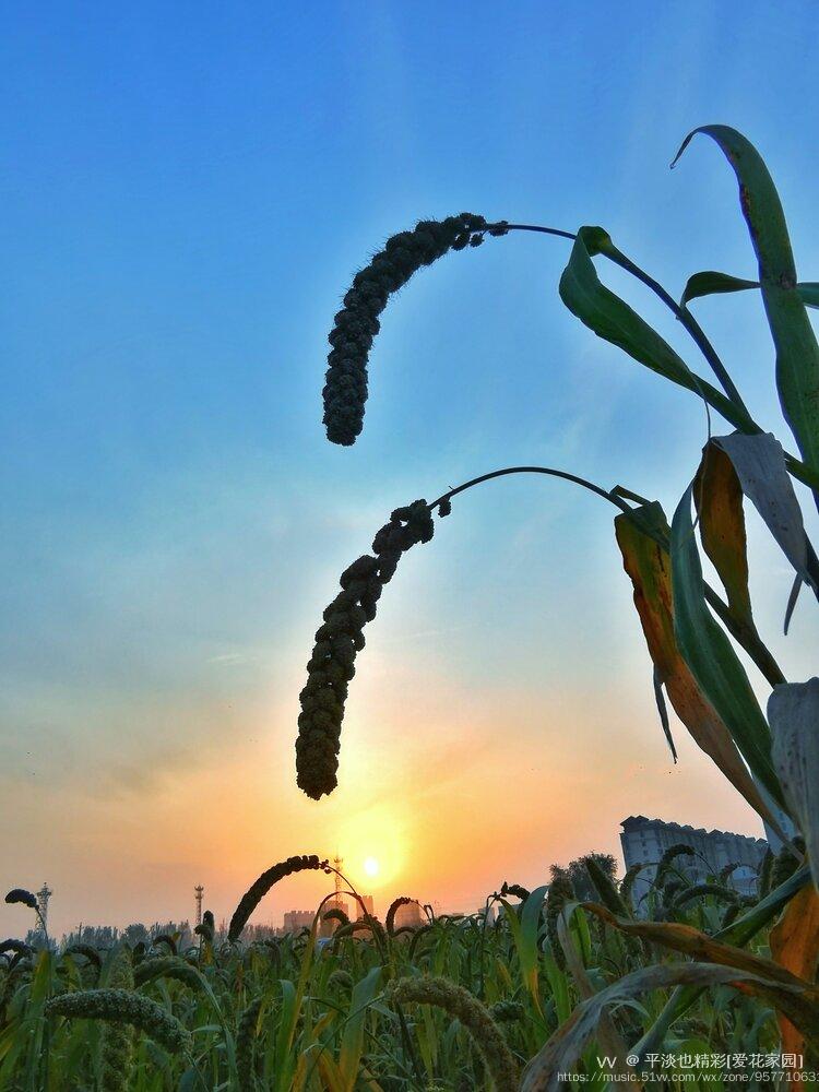 谷穗弯弯也风景