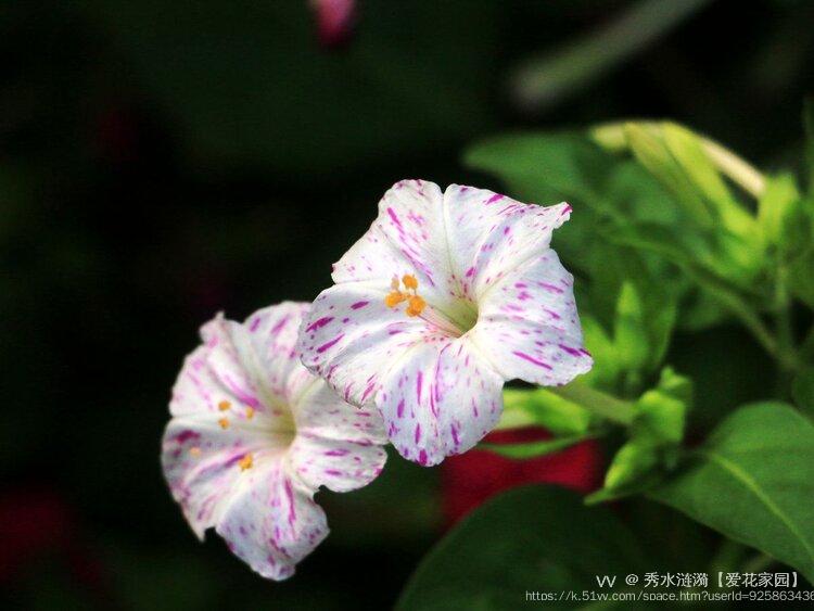 秀水涟漪【爱花家园】