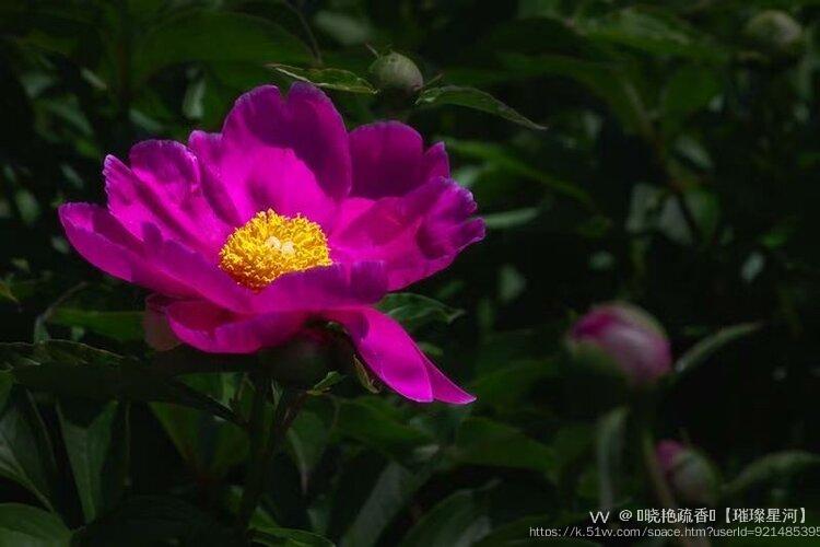 ༻晓艳疏香༺【璀璨星河】