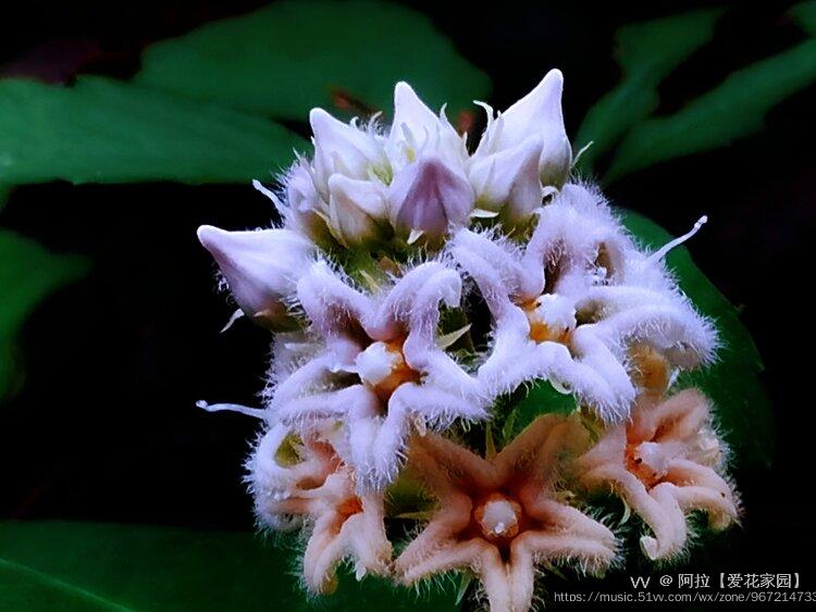 萝藦花,花朵白白的,淡淡的紫线条,弯弯的五角星,毛绒绒的花瓣,花形