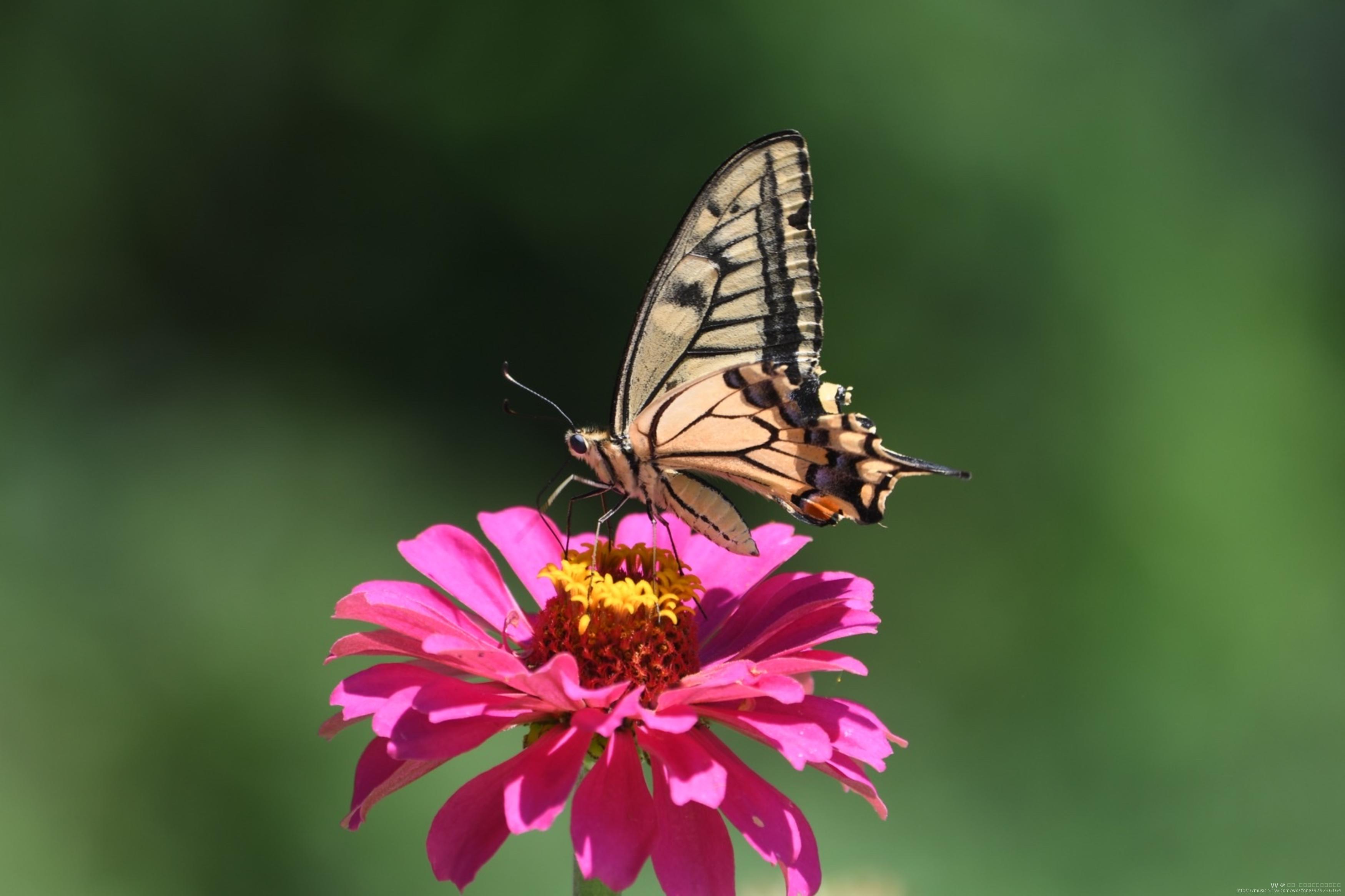 金凤蝶翩翩飞系列
