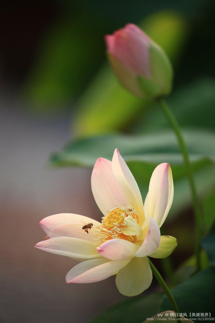 六月花神一一荷花