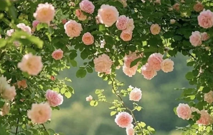 小浅🎤V娱热点