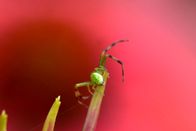 北京黄爷【美摄视界】