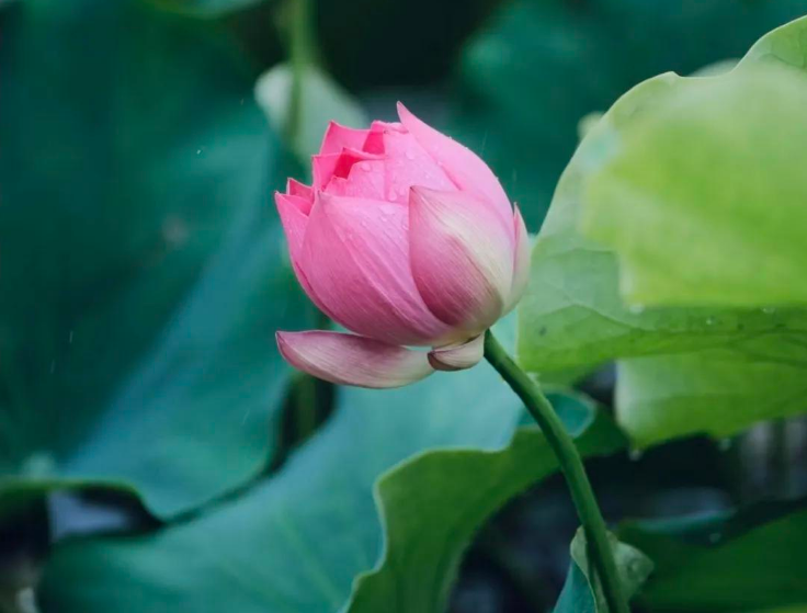 小浅🎤V娱热点