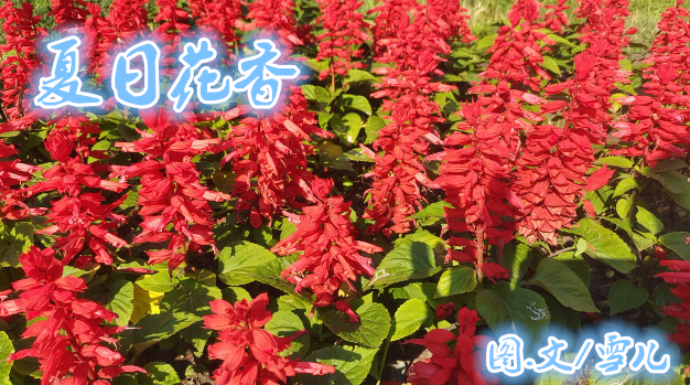 雪儿🎤V娱热点