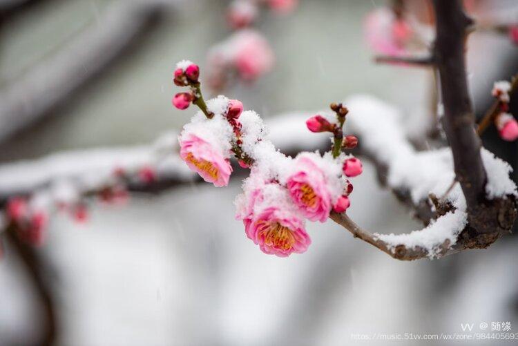 雪中梅花