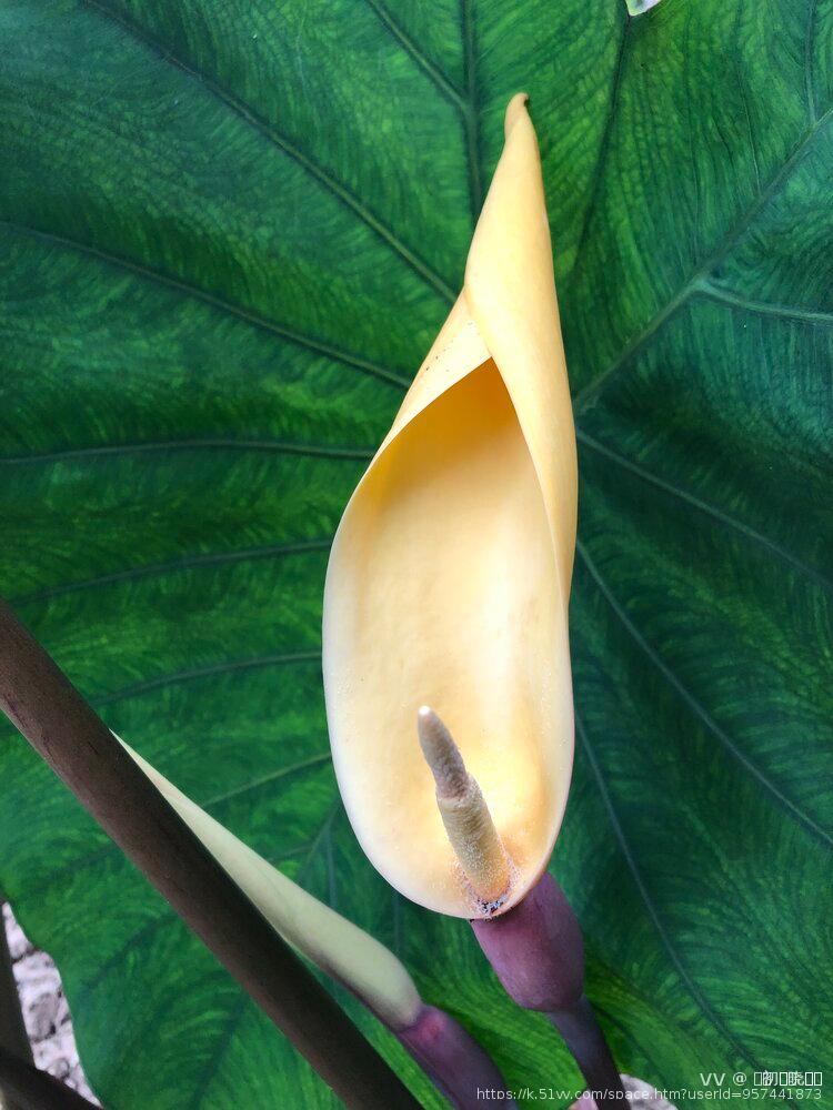 এ᭄初ོོྂཾ࿆晓ོྂཾ࿆࿐
