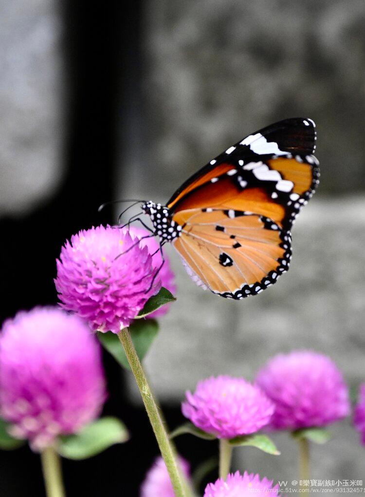 0mm   iso:1600器材:nikon corporation nikon z 7_2蝴蝶與花,有一種