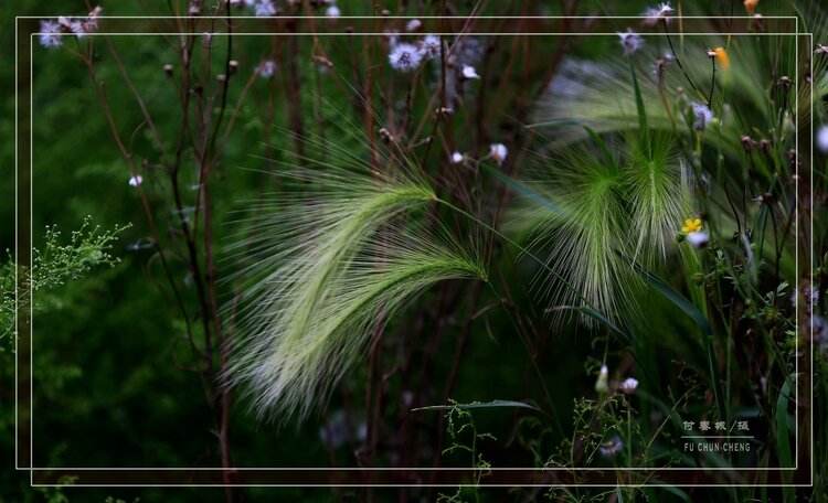 芒草生香芒草生香芒草生香芒草生香芒草生香芒草生香