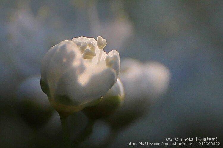 五色椒【美摄视界】