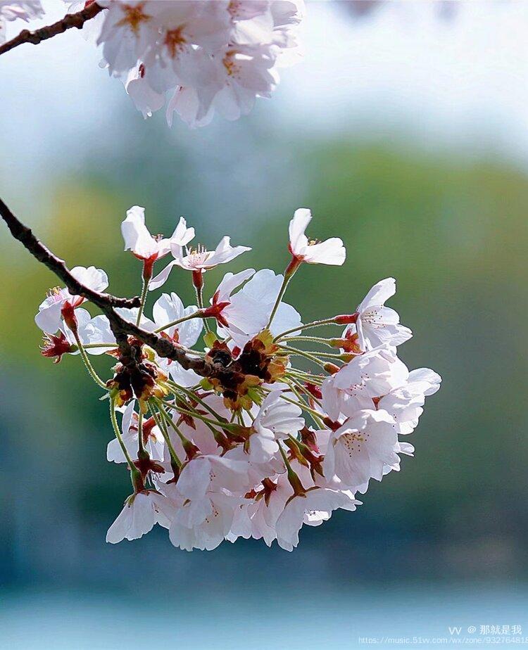 櫻花語——碑林路人