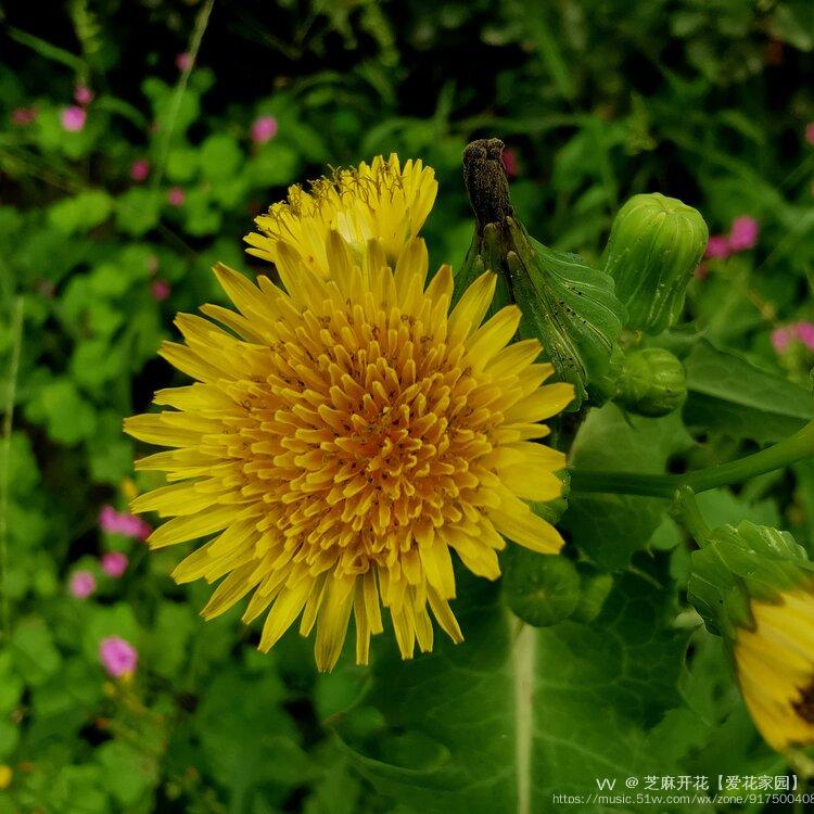 苣荬菜花图片