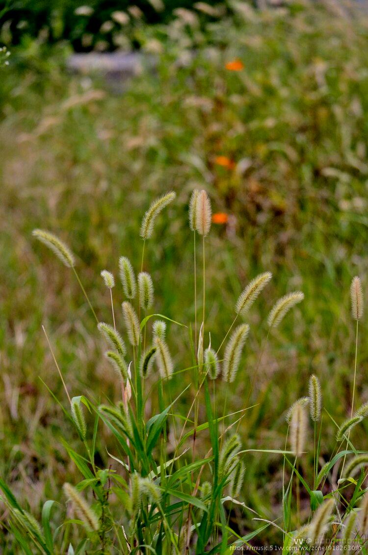 金色狗尾草首发