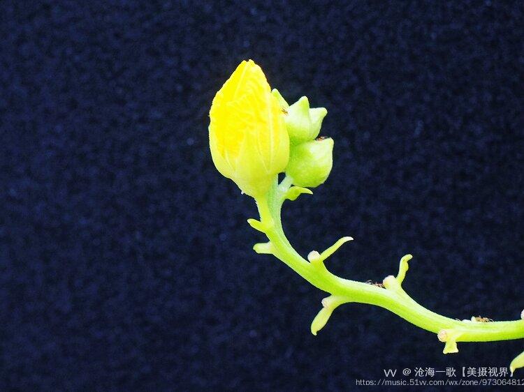 丝瓜花蕾独特美