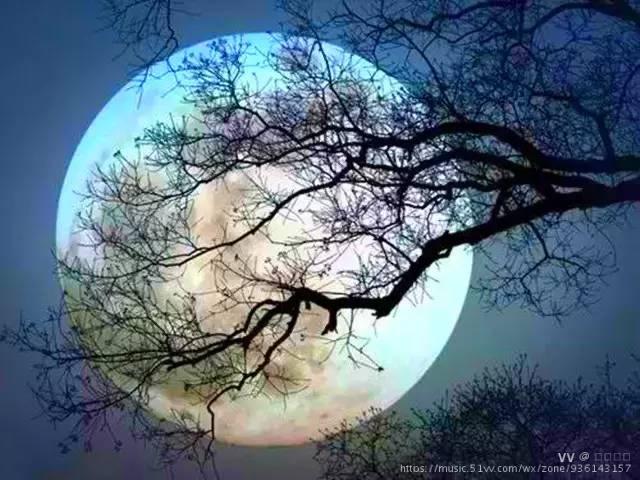 向着天上的月亮疯长的思念徘徊在澎湖岸边,漂泊了半个世纪的心啊,在