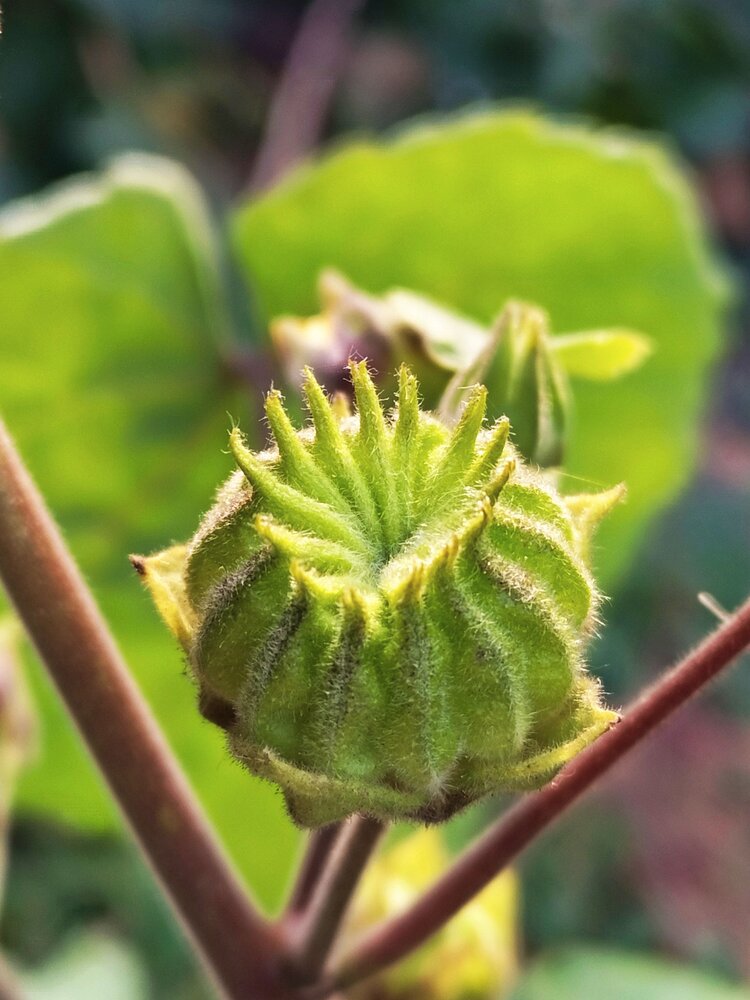 原创首发偶遇一棵青麻的美