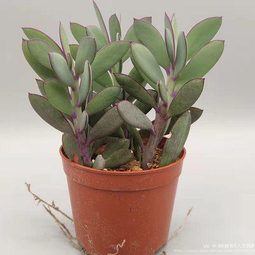 多肉植物之紫蛮刀