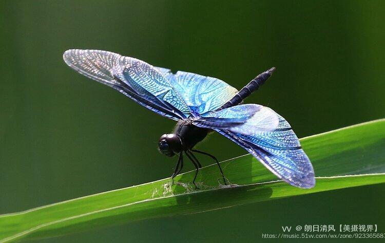 蜻蜓是有益于人类的一类重要天敌昆虫.