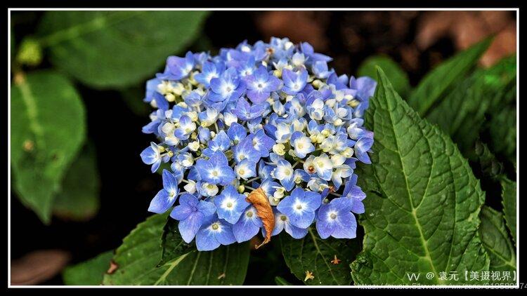 会变色的绣球花首发