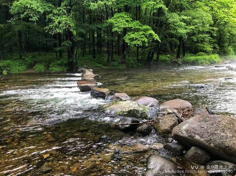 金9霞光之声