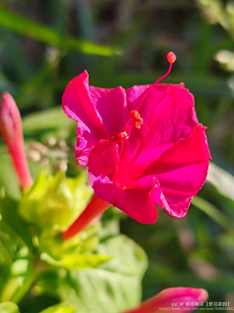 洋茉莉花开红艳艳vv首发