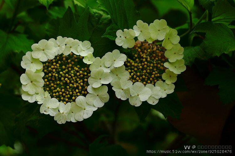 首发鸡树条之花别样美