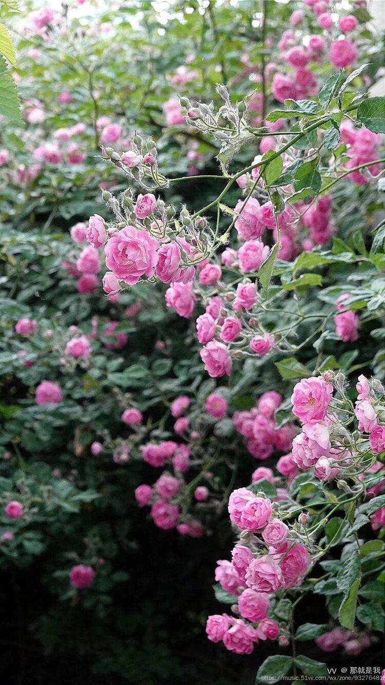 铁道旁开满了蔷薇花的墙原创