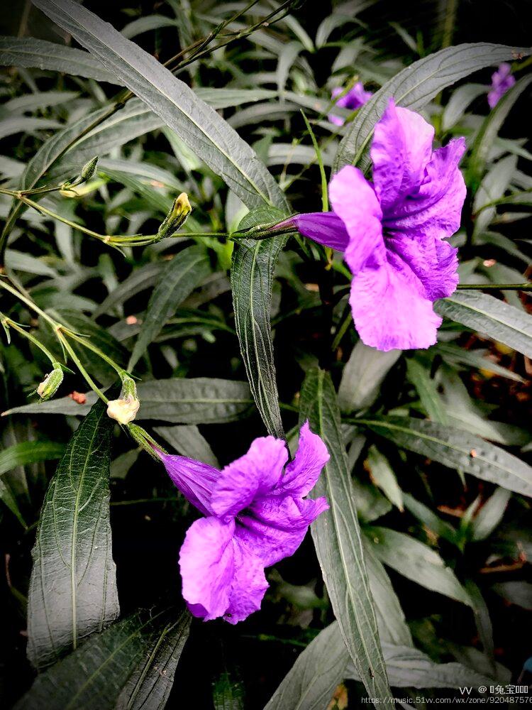 紫色翠芦莉首发