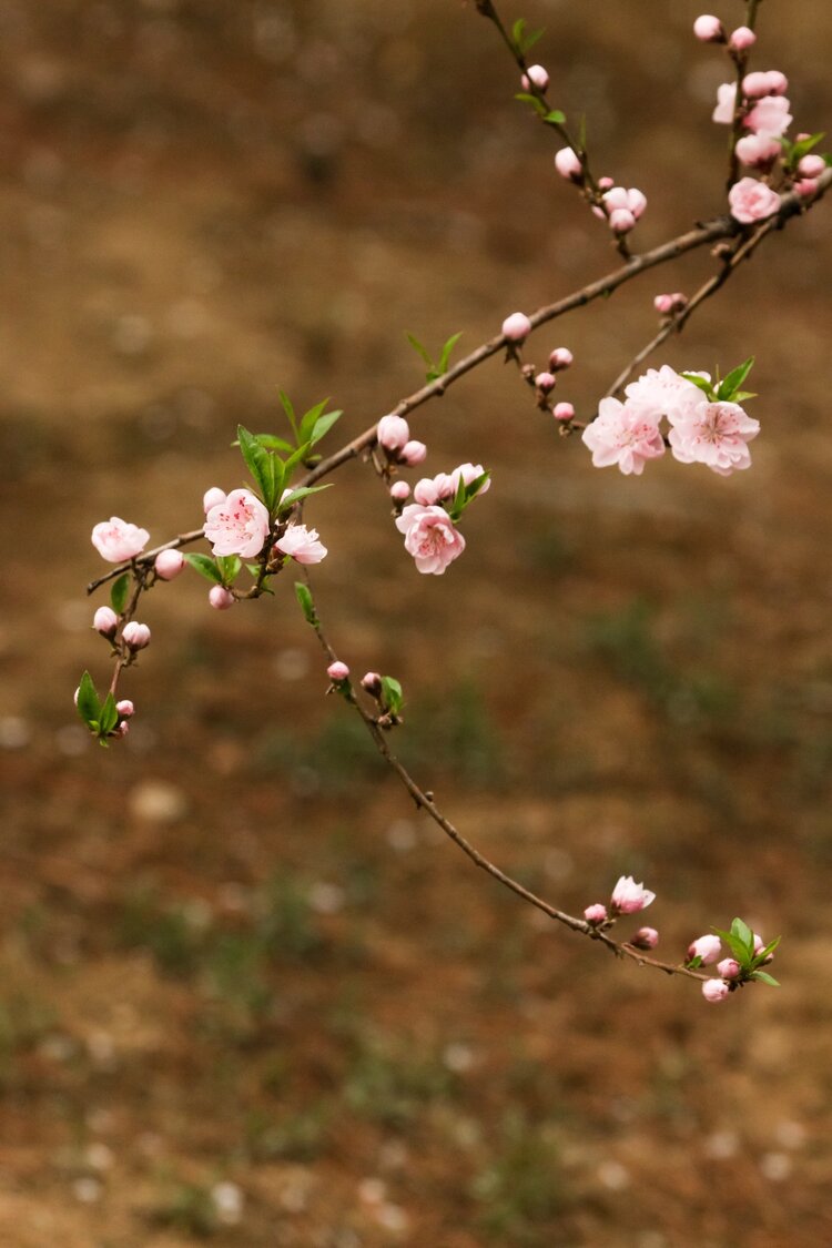 茗道（修一）