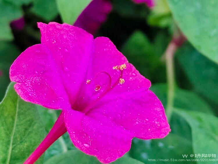 首发微距下的紫茉莉花蕊